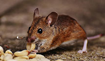 24 Hour & Emergency Exterminators in North Cove, WA